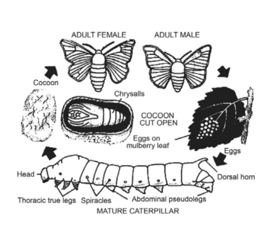 Premium Vector | Silkworm. life cycle: egg, caterpillar, cocoon, butterfly.